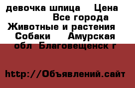 девочка шпица  › Цена ­ 40 000 - Все города Животные и растения » Собаки   . Амурская обл.,Благовещенск г.